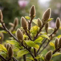 Puszyste pąki magnolii po przekwitnięciu, z zielonymi liśćmi w tle.
