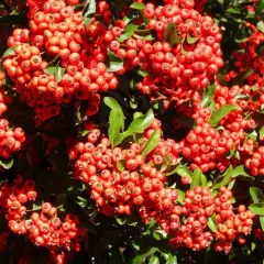 Krzew jarząb autumn spire oblepiony koralikami czerwonych owoców, tworzących jesienny dywan.