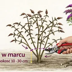 Kiedy ciąć budleję? W marcu, na wysokość 10-30 cm. Pokazano przycinanie sekatorami.