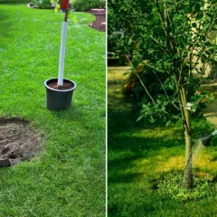 Przygotowanie do sadzenia drzew w ogrodzie: łopata obok dołka, młode drzewko w donicy i podlewanie.