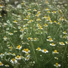 Kwiaty rumianku tworzą gęsty, naturalny ogród.