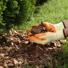 Ręce w rękawiczkach sypią korę pod tuję, tworząc naturalną ściółkę.