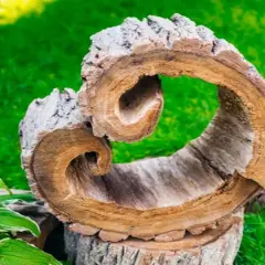 Ozdobiony pień drzewa w ogrodzie, z wyciętym otworem, tworzy naturalną ozdobę. Jak ozdobić pień drzewa w ogrodzie? Ten przykład inspiruje.