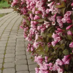 Kwitnący żywopłot z różowymi kwiatami wzdłuż brukowanej ścieżki.