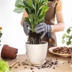 Ręce w rękawiczkach sadzą roślinę z bryłą korzeniową do nowej doniczki. Wokół rozsypana ziemia, obok pomarańczowe kwiaty i doniczka.