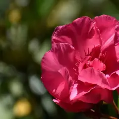 Intensywnie różowy oleander w pełnym rozkwicie, z pąkami obok. Piękny efekt wizualny przy uprawie tej rośliny.