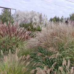 Kępy miskantów sinensis w odcieniach brązu i bieli, z zielonymi liśćmi, tworzą bujną kompozycję w ogrodzie.