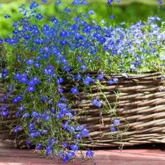 Niebieska lobelia w wiklinowym koszu, idealna do kompozycji z innymi roślinami. Z czym łączyć lobelię, by stworzyć zachwycające aranżacje?