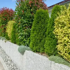 Zadbany żywopłot z różnorodnych krzewów, w tym z elementami przypominającymi ostrokrzew, tworzy zieloną barierę przy kamiennym murku.