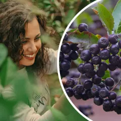 Uśmiechnięta kobieta wśród liści, obok zbliżenie na kiście dojrzałej aronii. Aronia uprawa w pełni sezonu.