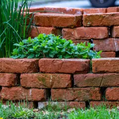 Mur ze starej cegły w ogrodzie, otaczający bujną miętę i szczypiorek.