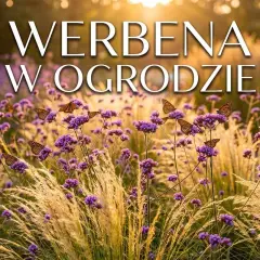 Werbena patagońska uprawa w ogrodzie, pełna motyli. Fioletowe kwiaty i złote trawy w słońcu.
