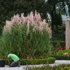 Piękna trawa pampasowa w różowych pióropuszach, tworząca imponujące aranżacje w ogrodzie. Obok pracownik pielęgnuje rabatę.