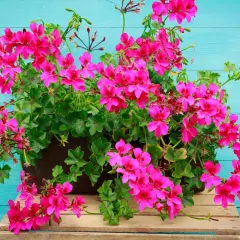Kaskada intensywnie różowych pelargonii, najpiękniejsze odmiany, kwitnie na tle turkusowych desek.