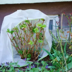 Hortensja ogrodowa chroniona przed zimowaniem pod białym pokrowcem, z młodymi pędami róż w pobliżu.