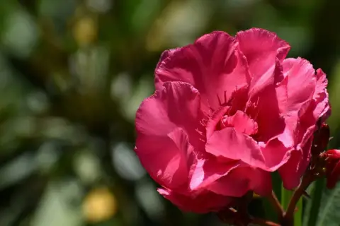 Intensywnie różowy oleander w pełnym rozkwicie, z pąkami obok. Piękny efekt wizualny przy uprawie tej rośliny.