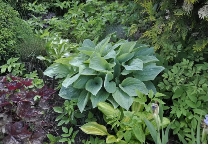 Zielona hosta w otoczeniu innych roślin. Zastanawiasz się, co posadzić obok funkii? Zobacz, jak pięknie komponuje się z ciemnymi liśćmi i iglakami.