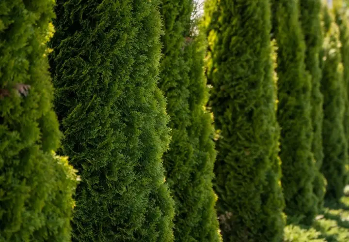 Rząd zielonych tui, idealnych do przesadzania, tworzy naturalny żywopłot.