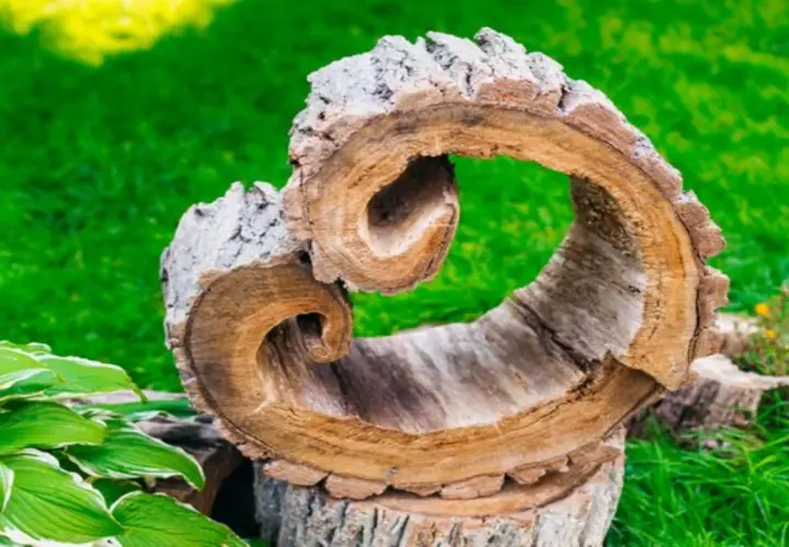 Ozdobiony pień drzewa w ogrodzie, z wyciętym otworem, tworzy naturalną ozdobę. Jak ozdobić pień drzewa w ogrodzie? Ten przykład inspiruje.