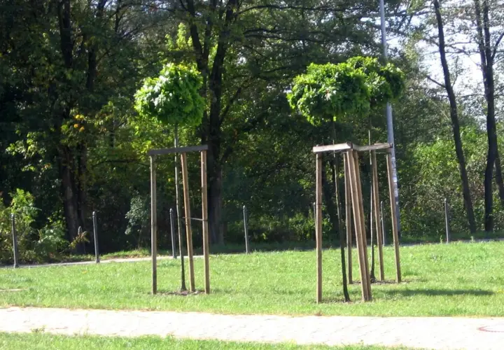 Dwa młode drzewka z kulistymi koronami są podparte palikowaniem. W tle bujna zieleń i ścieżka.