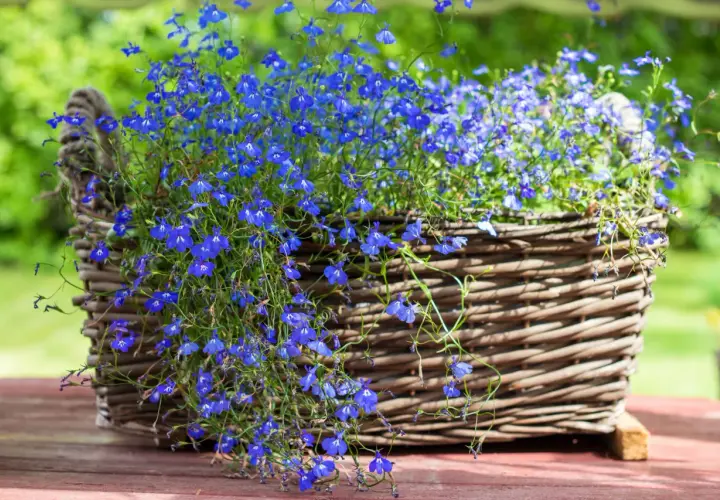 Niebieska lobelia w wiklinowym koszu, idealna do kompozycji z innymi roślinami. Z czym łączyć lobelię, by stworzyć zachwycające aranżacje?