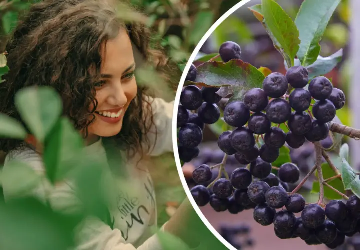 Uśmiechnięta kobieta wśród liści, obok zbliżenie na kiście dojrzałej aronii. Aronia uprawa w pełni sezonu.