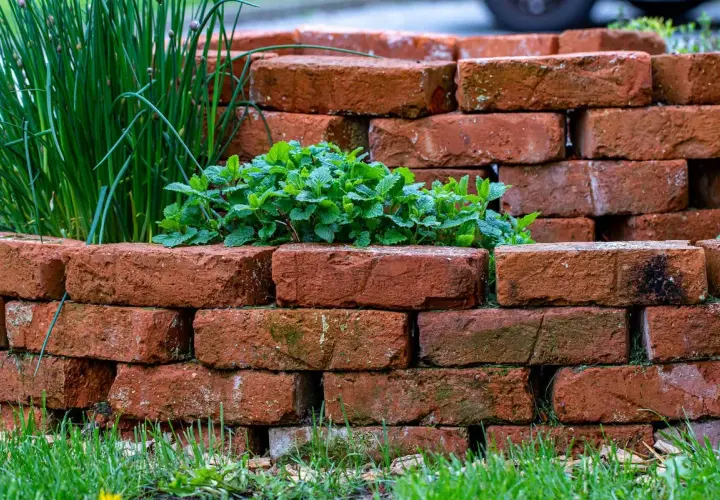 Mur ze starej cegły w ogrodzie, otaczający bujną miętę i szczypiorek.