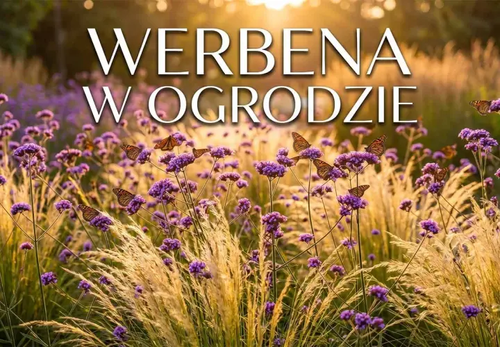 Werbena patagońska uprawa w ogrodzie, pełna motyli. Fioletowe kwiaty i złote trawy w słońcu.