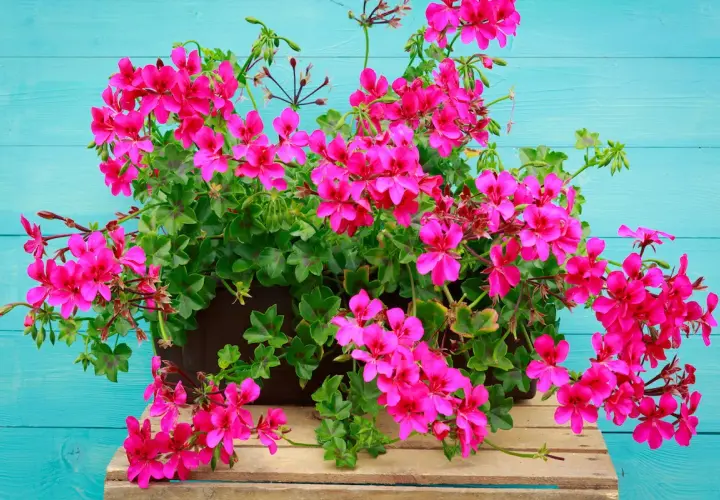Kaskada intensywnie różowych pelargonii, najpiękniejsze odmiany, kwitnie na tle turkusowych desek.