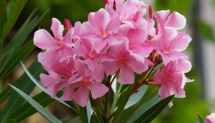 Kwitnący oleander w donicy, z bukietem delikatnych, różowych kwiatów i długimi, zielonymi liśćmi.