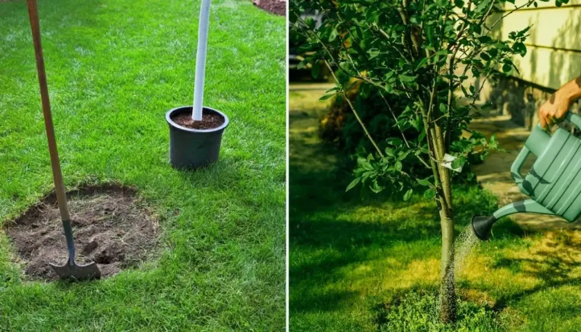 Przygotowanie do sadzenia drzew w ogrodzie: łopata obok dołka, młode drzewko w donicy i podlewanie.