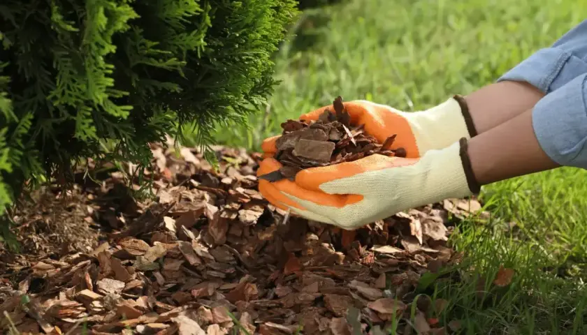 Ręce w rękawiczkach sypią korę pod tuję, tworząc naturalną ściółkę.