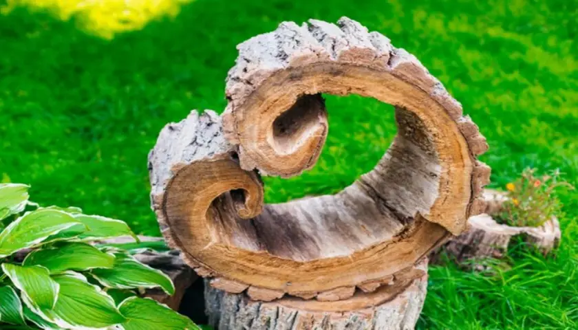 Ozdobiony pień drzewa w ogrodzie, z wyciętym otworem, tworzy naturalną ozdobę. Jak ozdobić pień drzewa w ogrodzie? Ten przykład inspiruje.