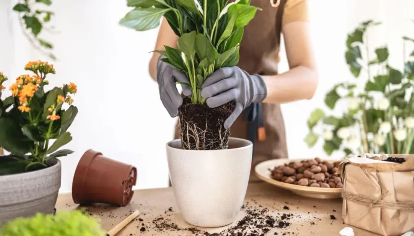 Ręce w rękawiczkach sadzą roślinę z bryłą korzeniową do nowej doniczki. Wokół rozsypana ziemia, obok pomarańczowe kwiaty i doniczka.