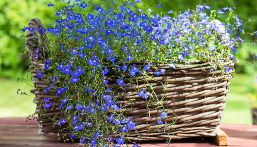 Niebieska lobelia w wiklinowym koszu, idealna do kompozycji z innymi roślinami. Z czym łączyć lobelię, by stworzyć zachwycające aranżacje?