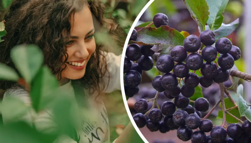 Uśmiechnięta kobieta wśród liści, obok zbliżenie na kiście dojrzałej aronii. Aronia uprawa w pełni sezonu.