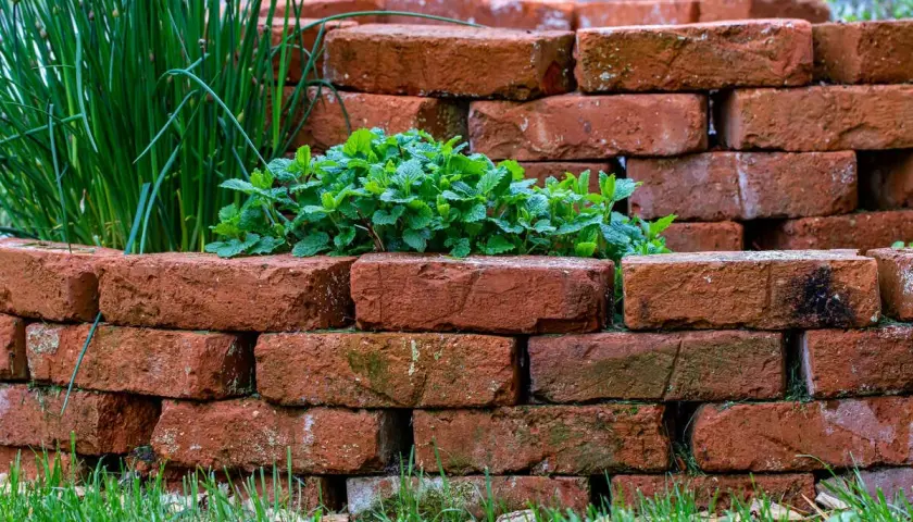 Mur ze starej cegły w ogrodzie, otaczający bujną miętę i szczypiorek.