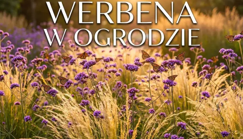 Werbena patagońska uprawa w ogrodzie, pełna motyli. Fioletowe kwiaty i złote trawy w słońcu.