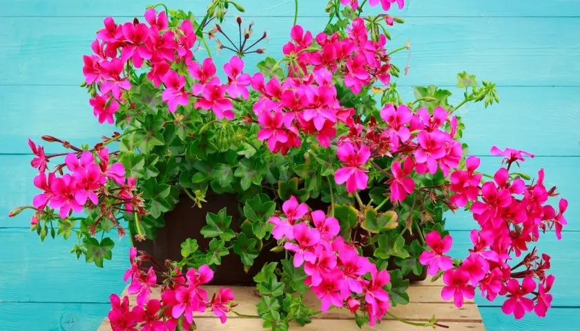 Kaskada intensywnie różowych pelargonii, najpiękniejsze odmiany, kwitnie na tle turkusowych desek.