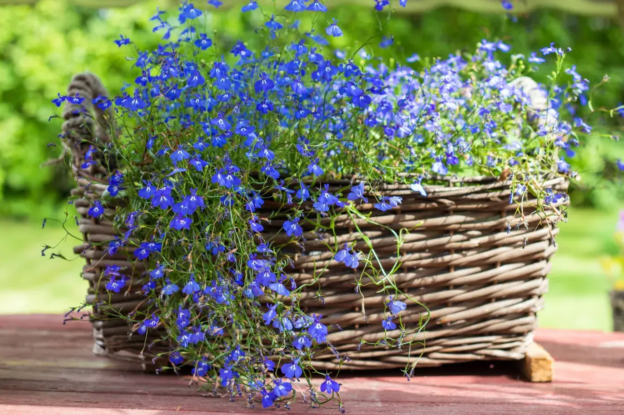 Niebieska lobelia w wiklinowym koszu, idealna do kompozycji z innymi roślinami. Z czym łączyć lobelię, by stworzyć zachwycające aranżacje?