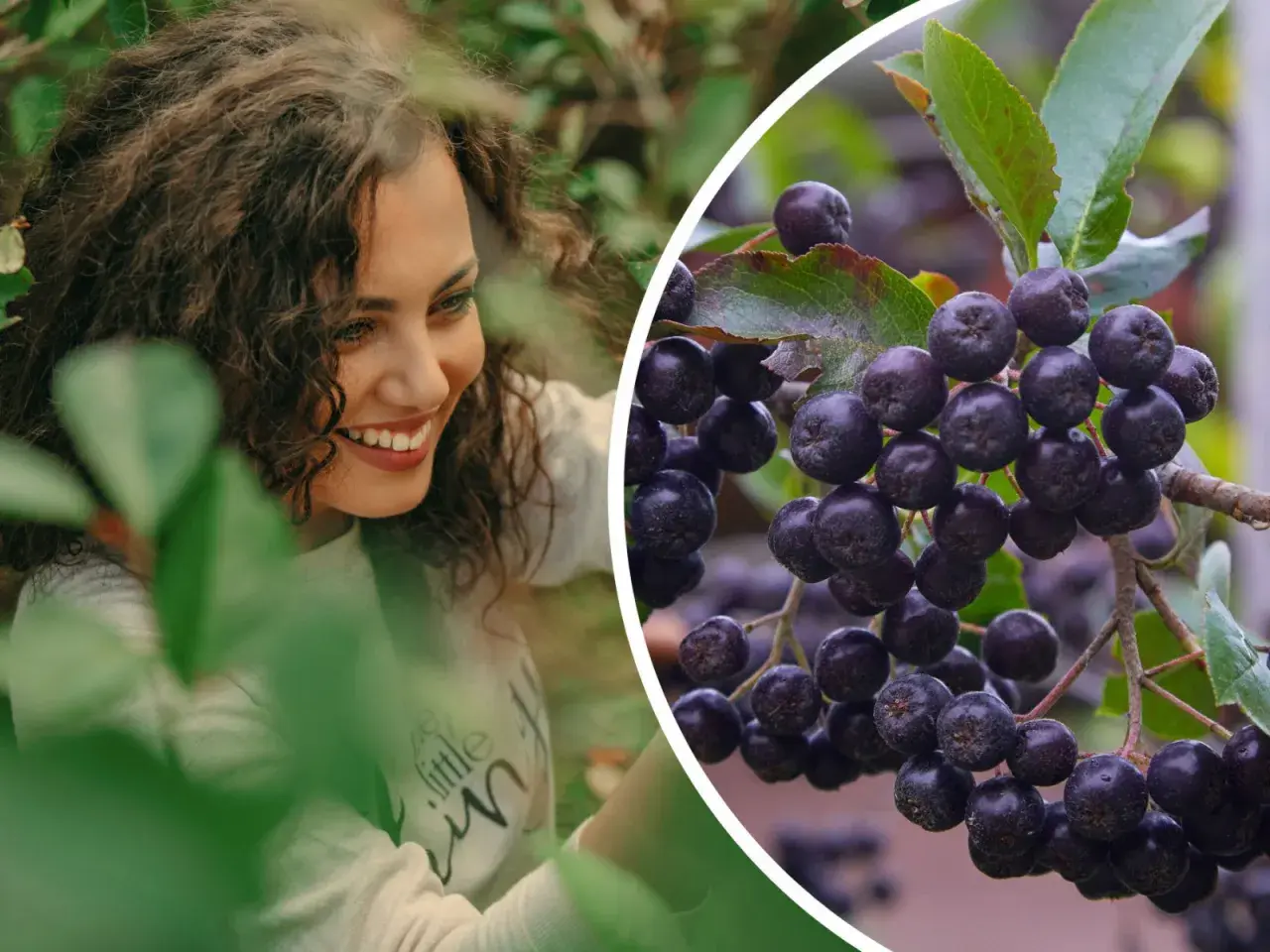 Uśmiechnięta kobieta wśród liści, obok zbliżenie na kiście dojrzałej aronii. Aronia uprawa w pełni sezonu.
