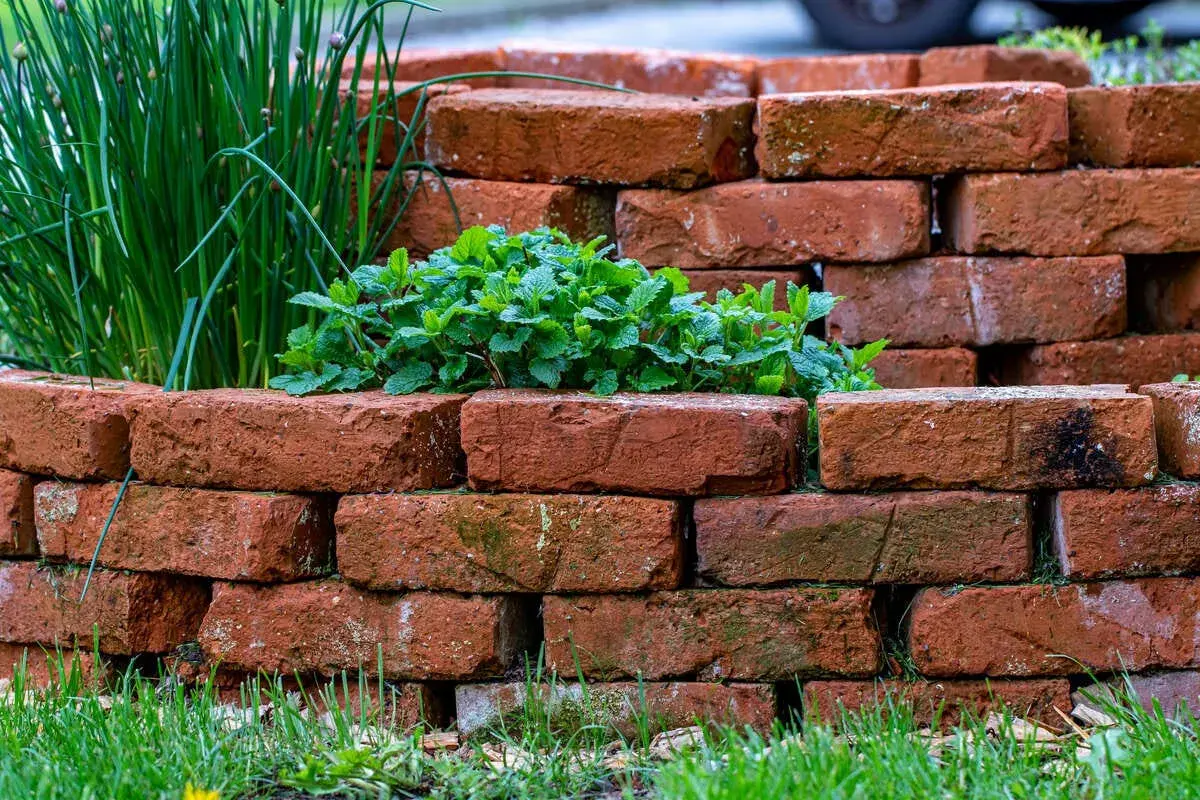 Mur ze starej cegły w ogrodzie, otaczający bujną miętę i szczypiorek.