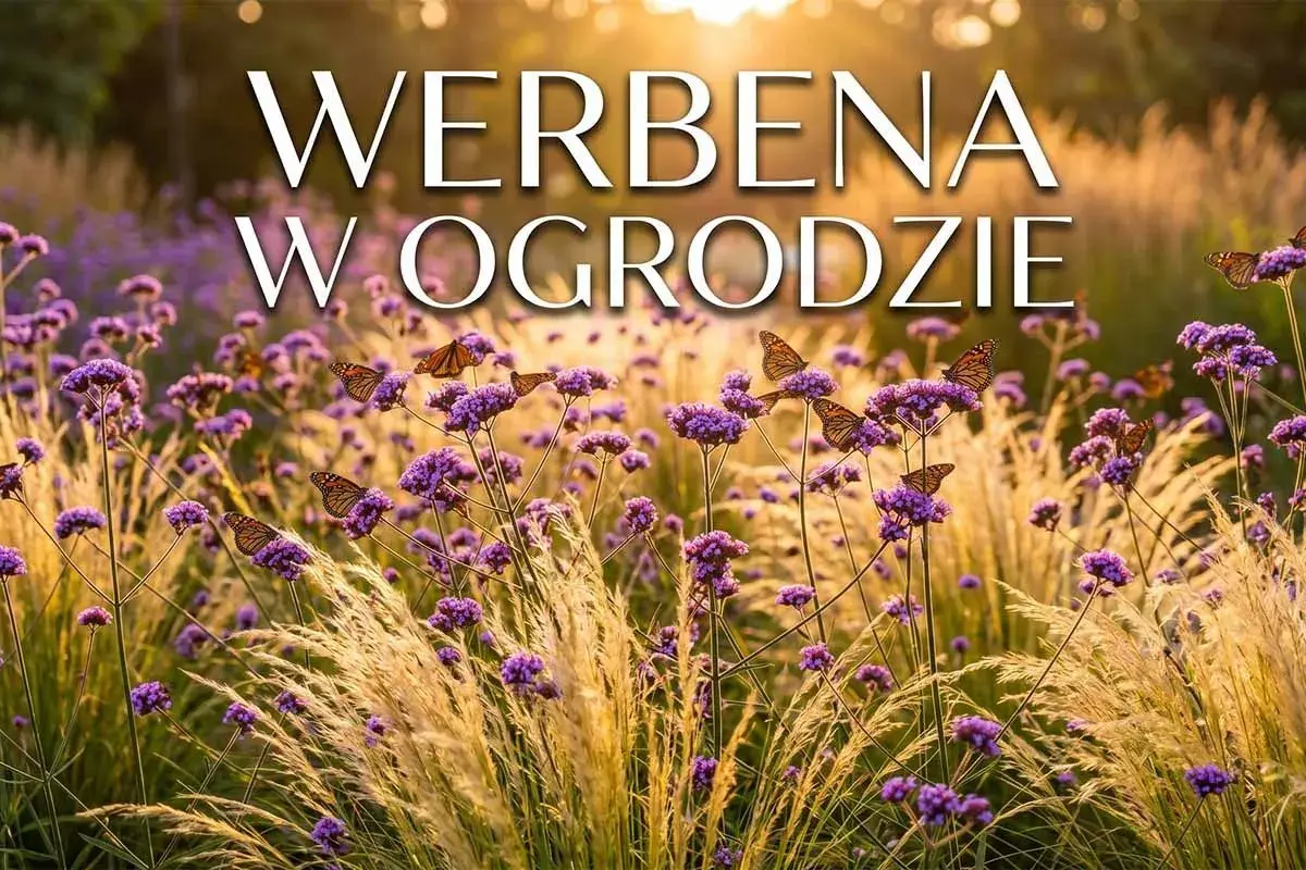 Werbena patagońska uprawa w ogrodzie, pełna motyli. Fioletowe kwiaty i złote trawy w słońcu.