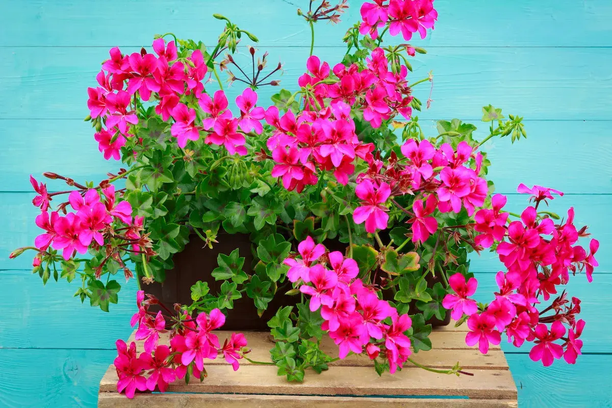 Kaskada intensywnie różowych pelargonii, najpiękniejsze odmiany, kwitnie na tle turkusowych desek.