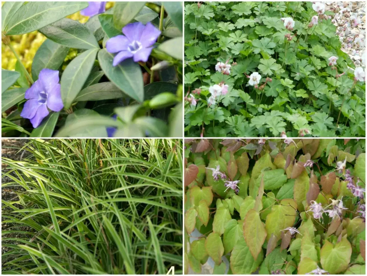 Rośliny okrywowe szybko rosnące zimozielone: barwinek, bodziszek, turzyca, epimedium.