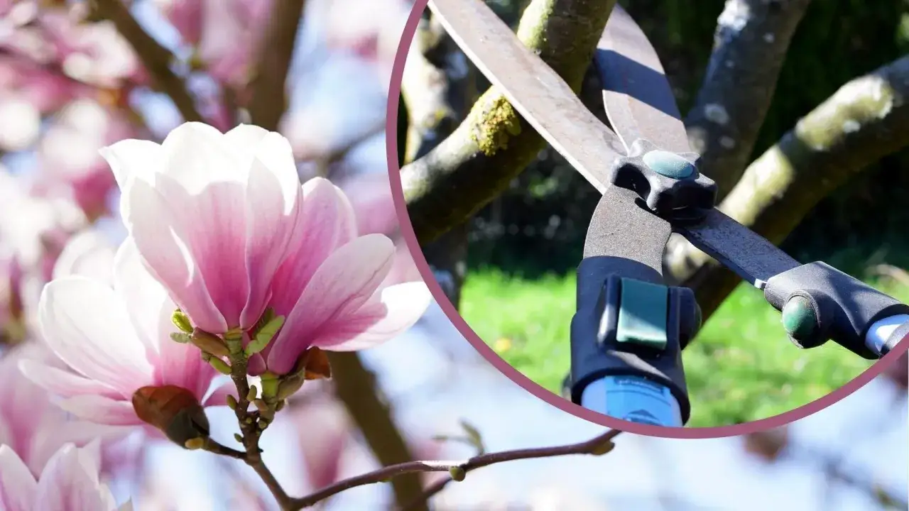 Piękna magnolia po przekwitnięciu, a obok nożyce do przycinania gałęzi. Czas na pielęgnację ogrodu.