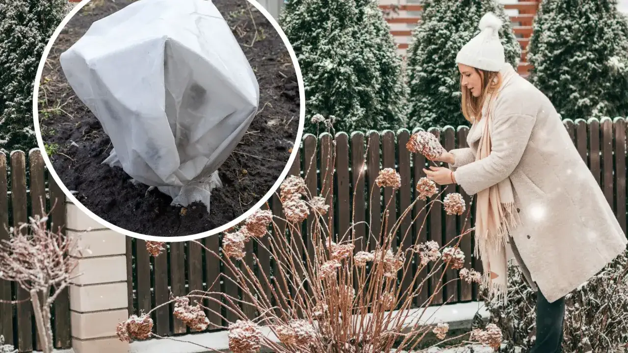 Zabezpieczanie hortensji ogrodowej na zimowanie. Krzew okryty białą wł&oacute;kniną, obok kobieta w zimowym płaszczu ogląda zaschnięte kwiatostany.