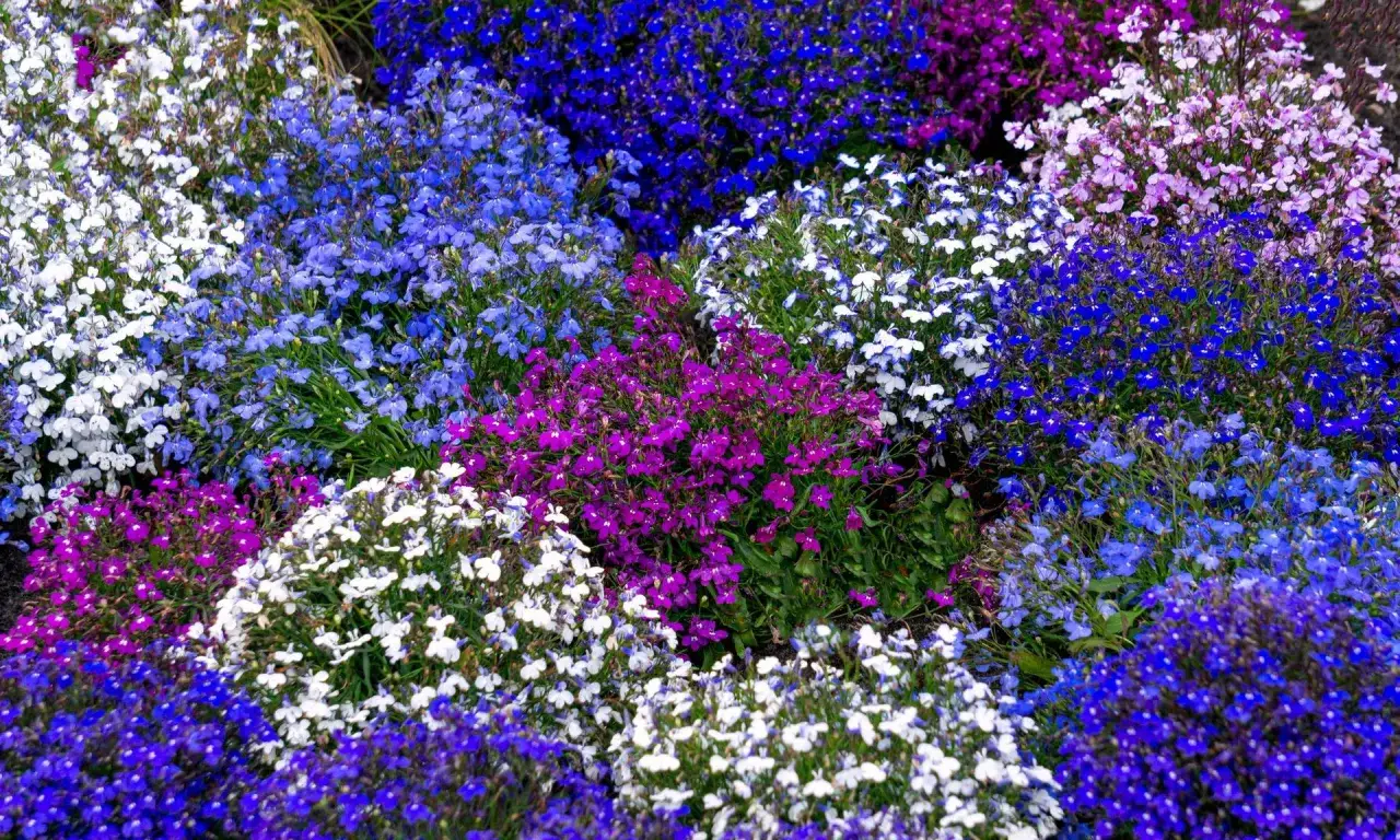 Lobelia z czym łączyć? Wielość kolorów – białe, niebieskie, fioletowe – tworzy barwny dywan. Idealna do obwódek i jako dodatek do innych roślin.