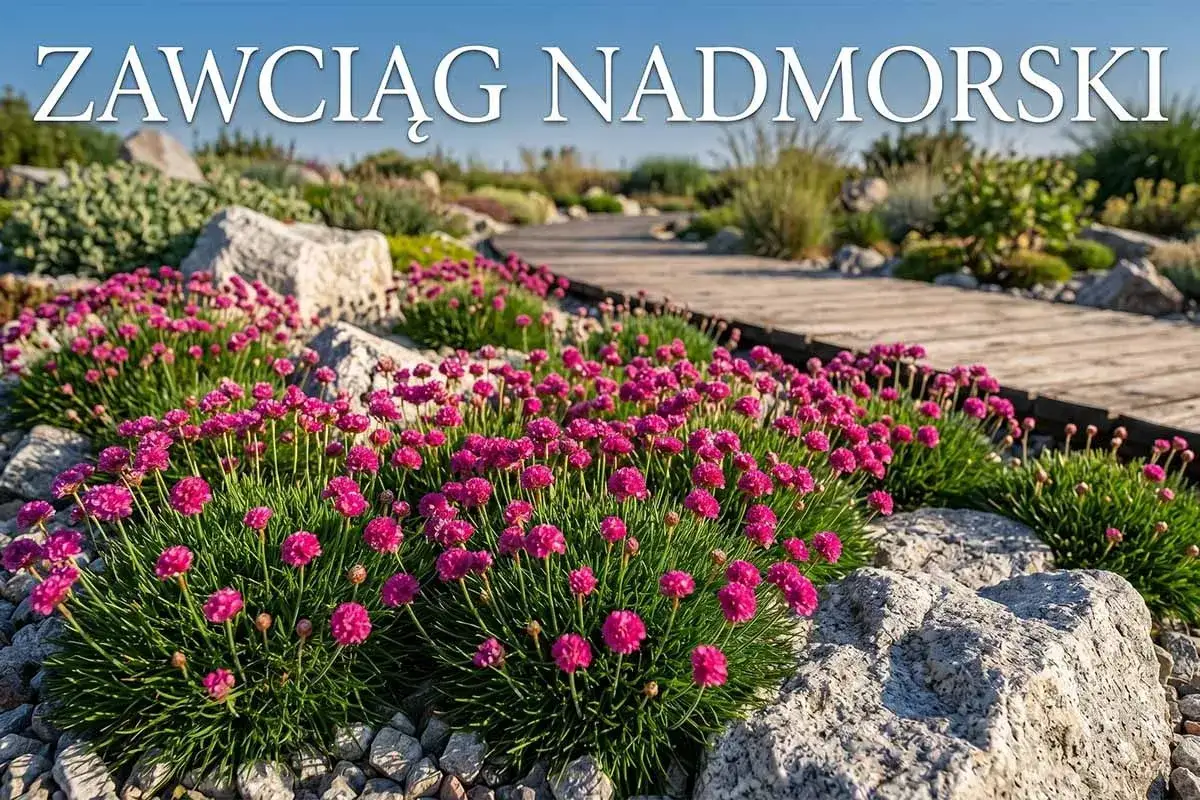 Piękny ogród skalny z kwitnącym zawciągiem nadmorskim. Uprawa tej rośliny jest prosta, a efekt zachwyca.
