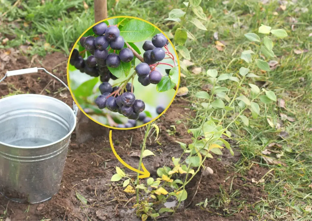 Sadzonka aronii czeka na podlanie. Wok&oacute;ł kępy ciemnych owoc&oacute;w aronii.